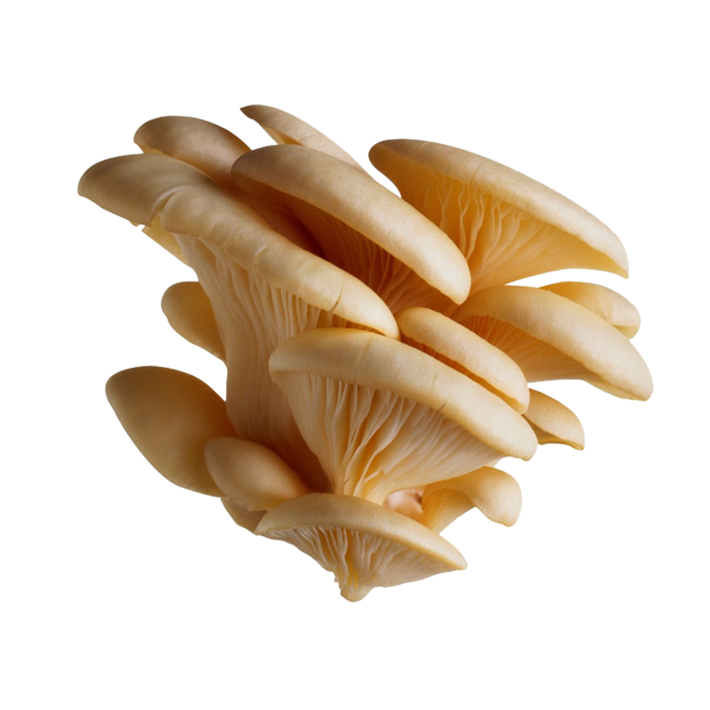 VE- Oyster Mushroom ( Nấm bào ngư ) ( Kg)