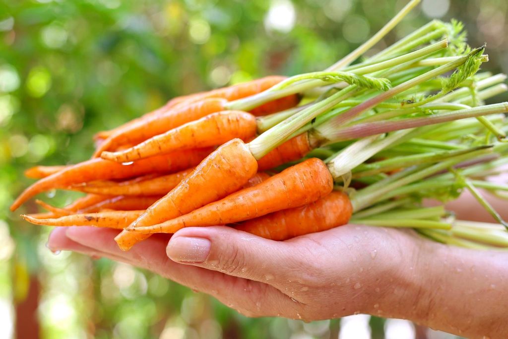 VE.R- Baby Carrot (Cà rốt baby) -ĐN