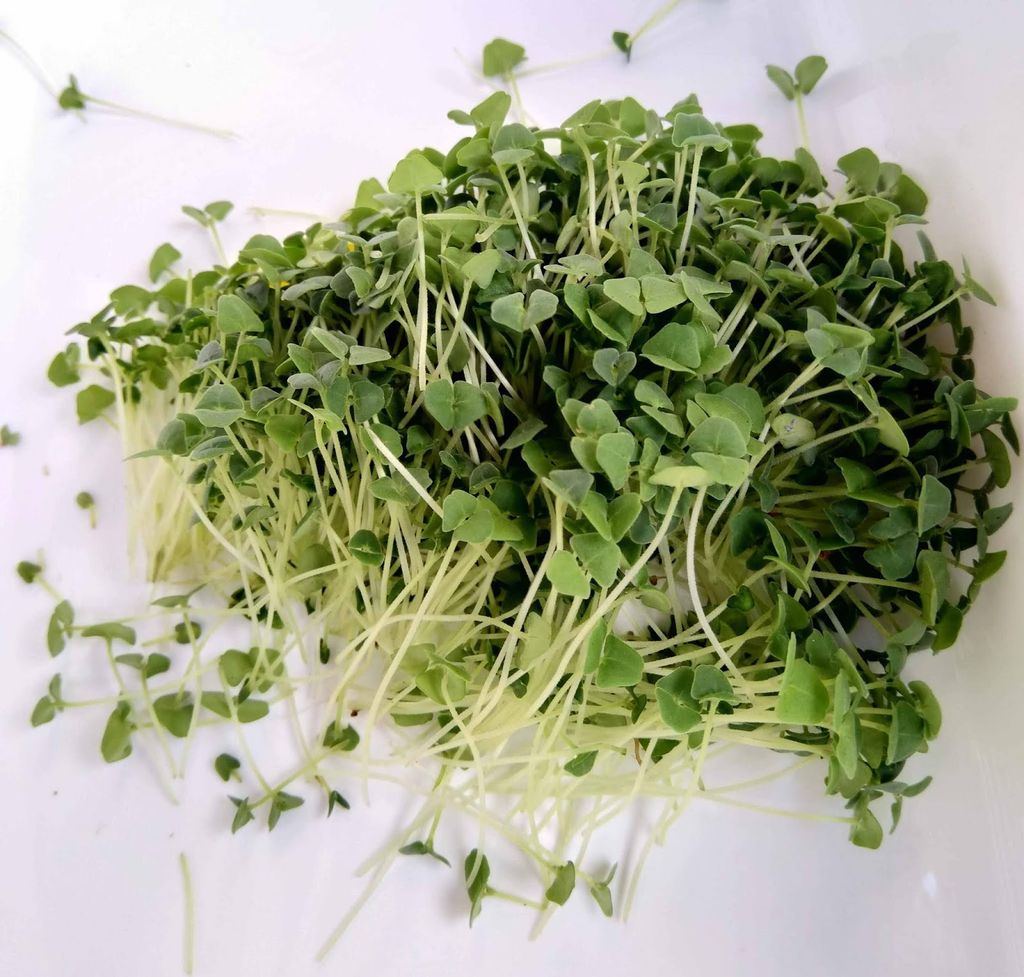 VEC- Mustard Greens Sprouts 125g ( Cải mầm ) ( Box )