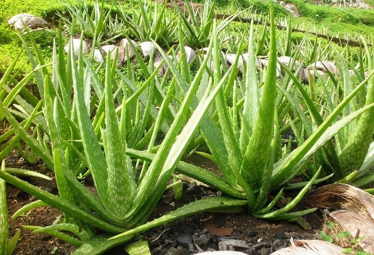 VE.R- Aloe Vera (Nha đam) SG