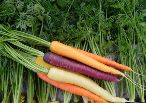 VE.R- Baby Colored Carrots (Cà rốt màu baby) -SG