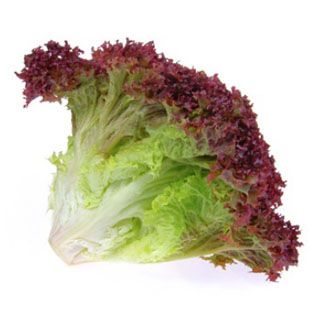 VE- Hydroponic Lollo Rossa Lettuce (  Xà lách xoăn tím ) ( 1Kg / 1 pack 150g )