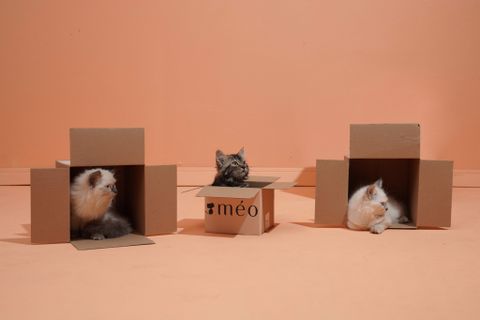Cats rule the world