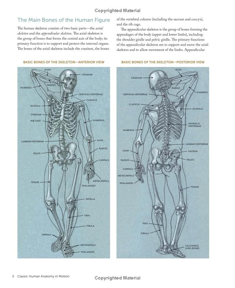  Classic Human Anatomy in Motion 