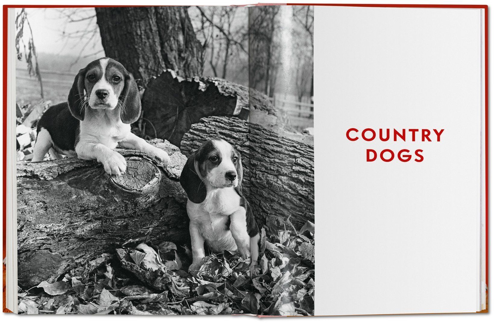 Dogs. Photographs 1941-1991_Walter Chandoha_9783836584296_Taschen GmbH