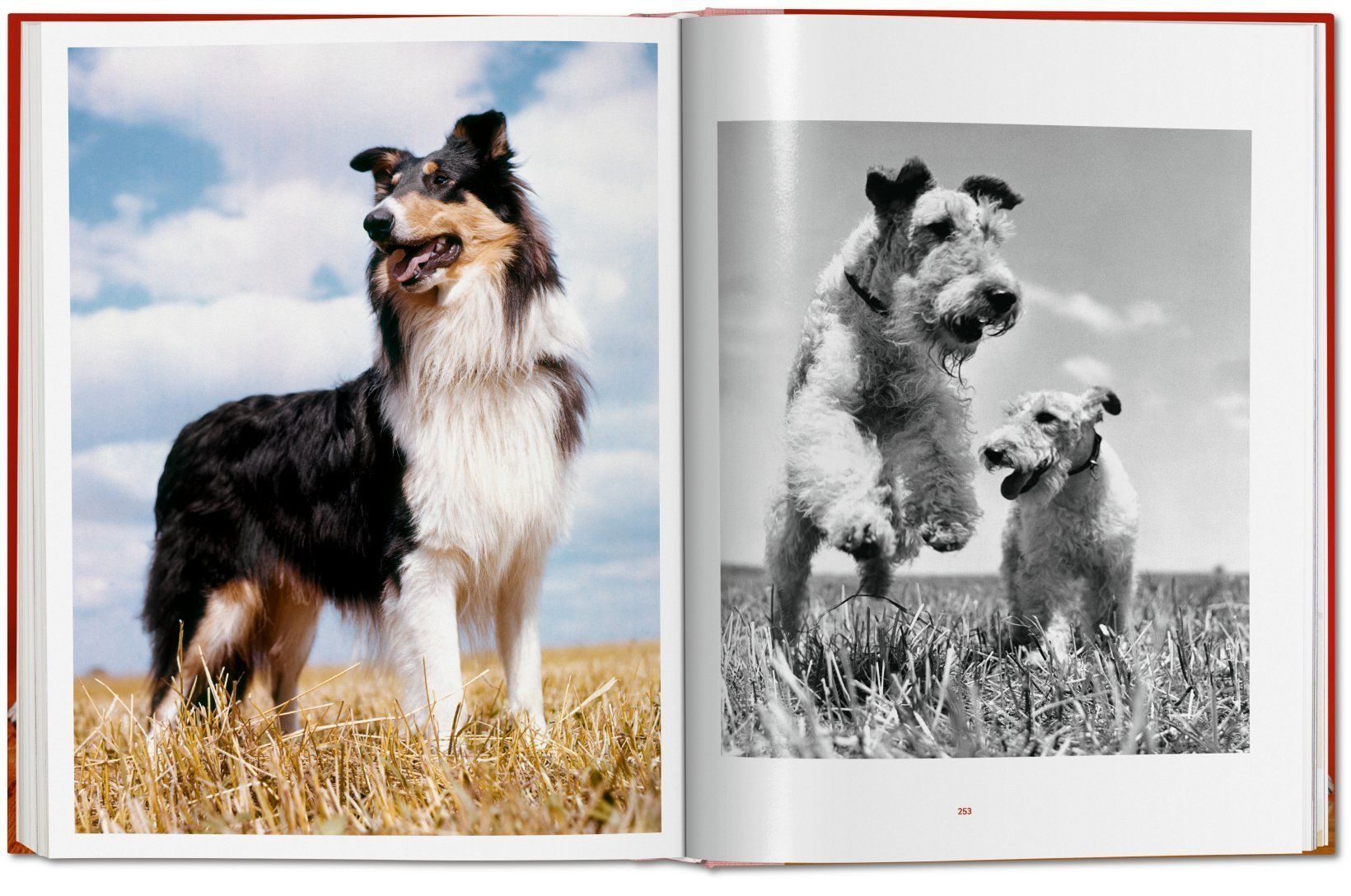 Dogs. Photographs 1941-1991_Walter Chandoha_9783836584296_Taschen GmbH