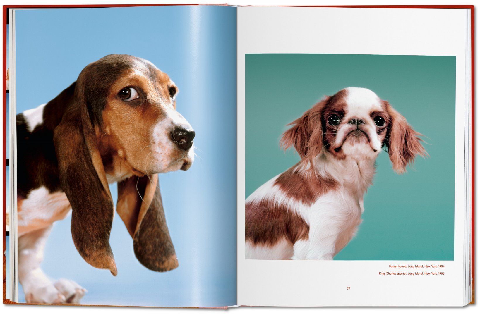 Dogs. Photographs 1941-1991_Walter Chandoha_9783836584296_Taschen GmbH