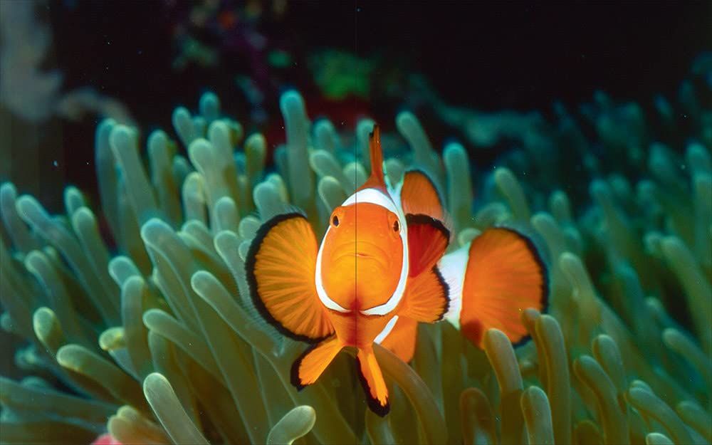 Underwater Photography: By Vincenzo Paolillo_Vincenzo Paolillo_9788857245232_Skira