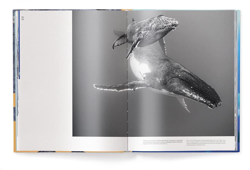 Big : A Photographic Album of the World's Largest Animals