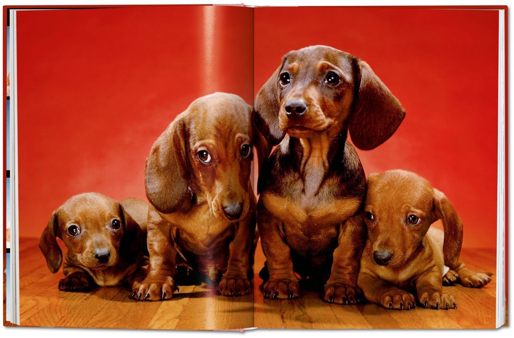 Dogs. Photographs 1941-1991_Walter Chandoha_9783836584296_Taschen GmbH
