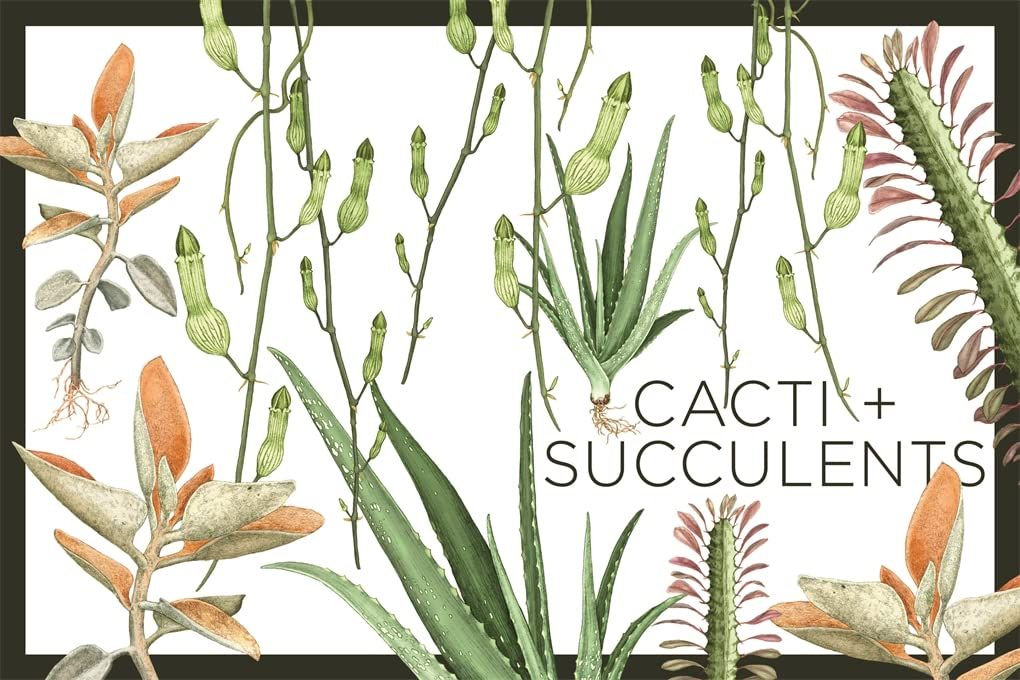 Plantopedia: The Definitive Guide to House Plants