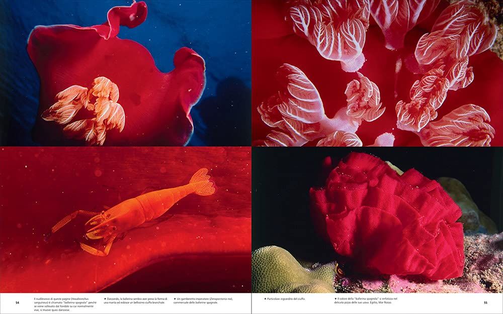 Underwater Photography: By Vincenzo Paolillo_Vincenzo Paolillo_9788857245232_Skira