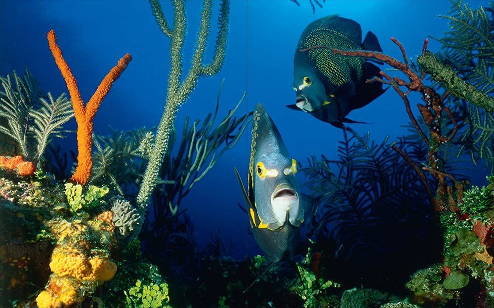 Underwater Photography: By Vincenzo Paolillo_Vincenzo Paolillo_9788857245232_Skira