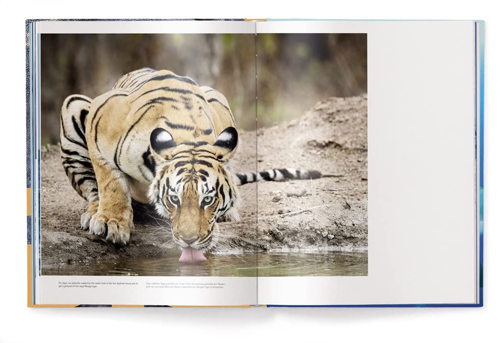 Big : A Photographic Album of the World's Largest Animals
