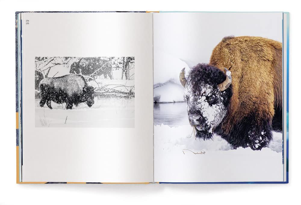 Big : A Photographic Album of the World's Largest Animals