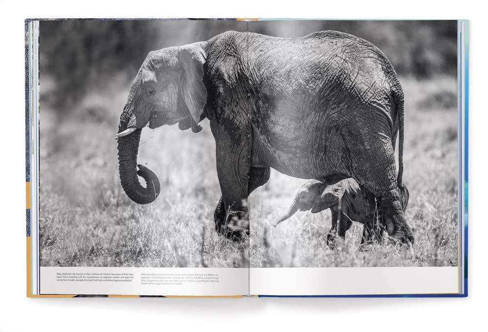Big : A Photographic Album of the World's Largest Animals