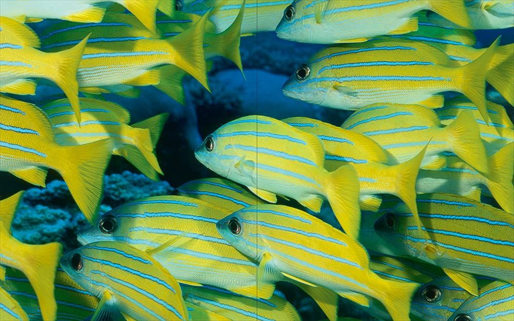 Underwater Photography: By Vincenzo Paolillo_Vincenzo Paolillo_9788857245232_Skira