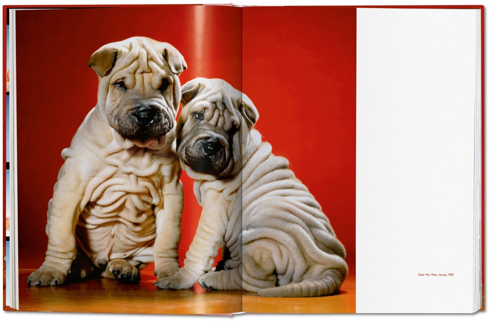 Dogs. Photographs 1941-1991_Walter Chandoha_9783836584296_Taschen GmbH