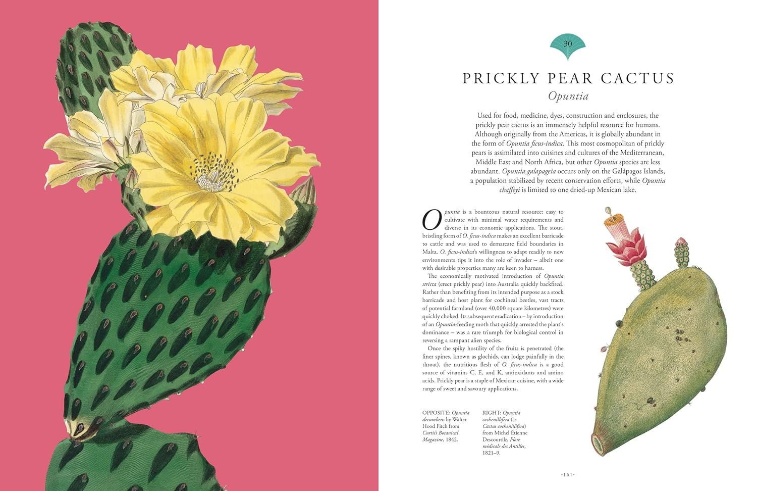 Kew - Rare Plants: The world's unusual and endangered plants