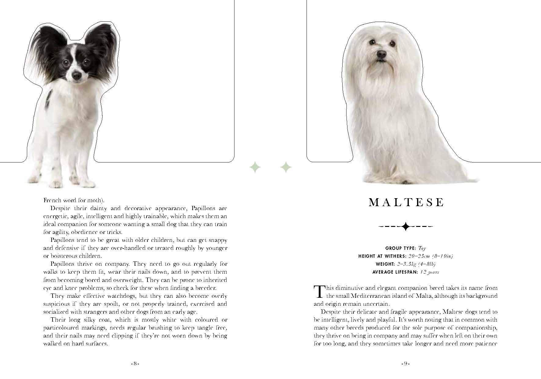 The Dog: A Book That Transforms Into a Work of Art