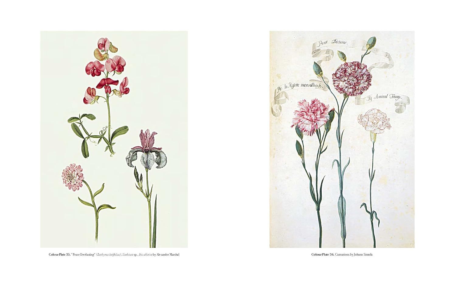 The Art of Botanical Illustration