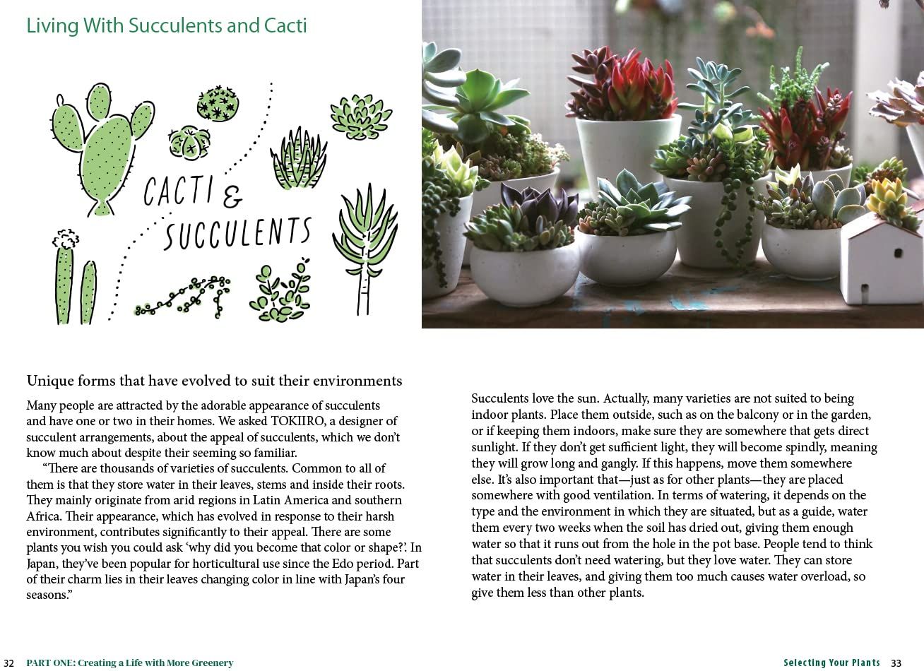 A Beginner's Guide to House Plants: Creating Beautiful and Healthy Green Spaces in Your Home