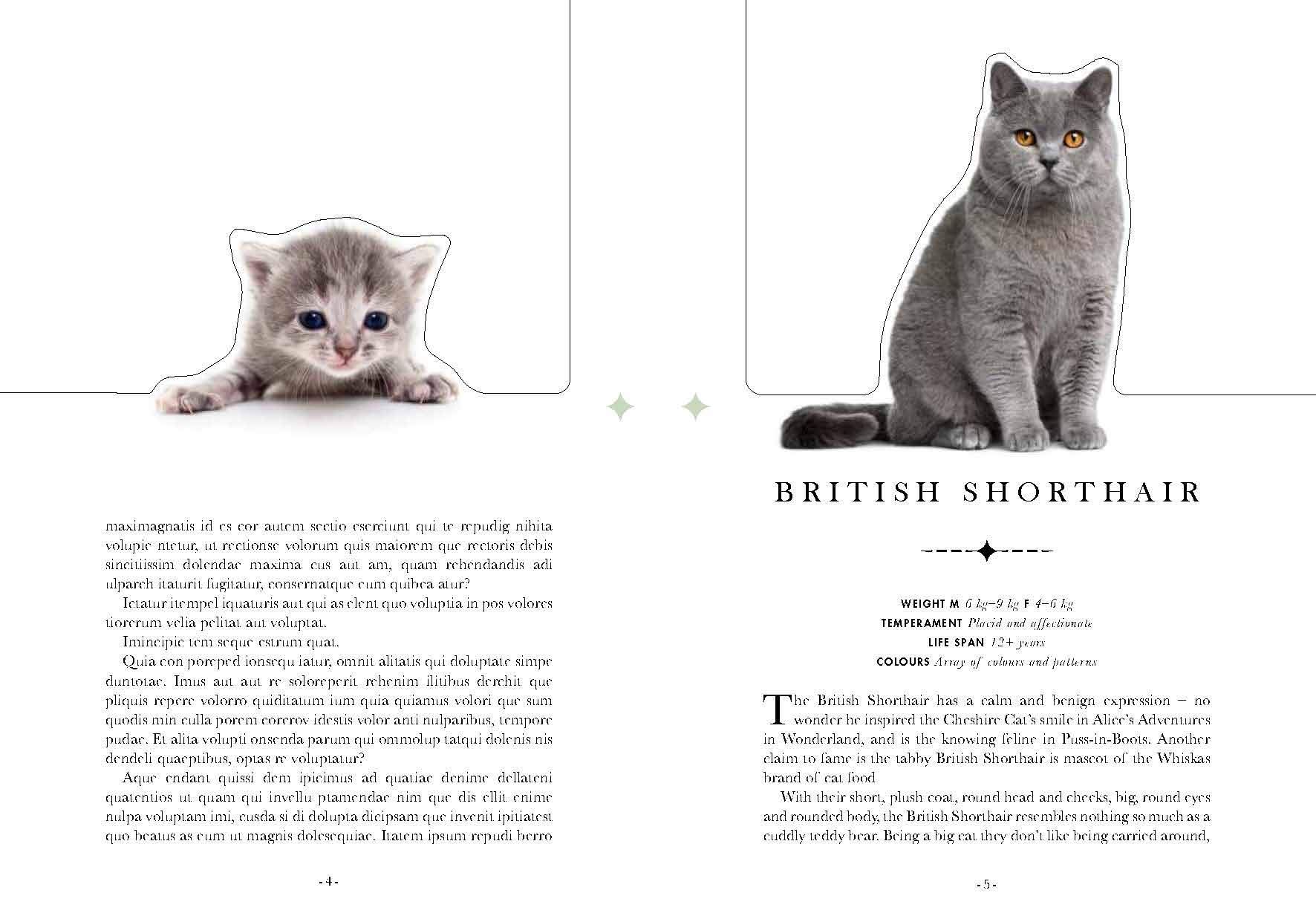 The Cat: A Book That Transforms Into a Work of Art