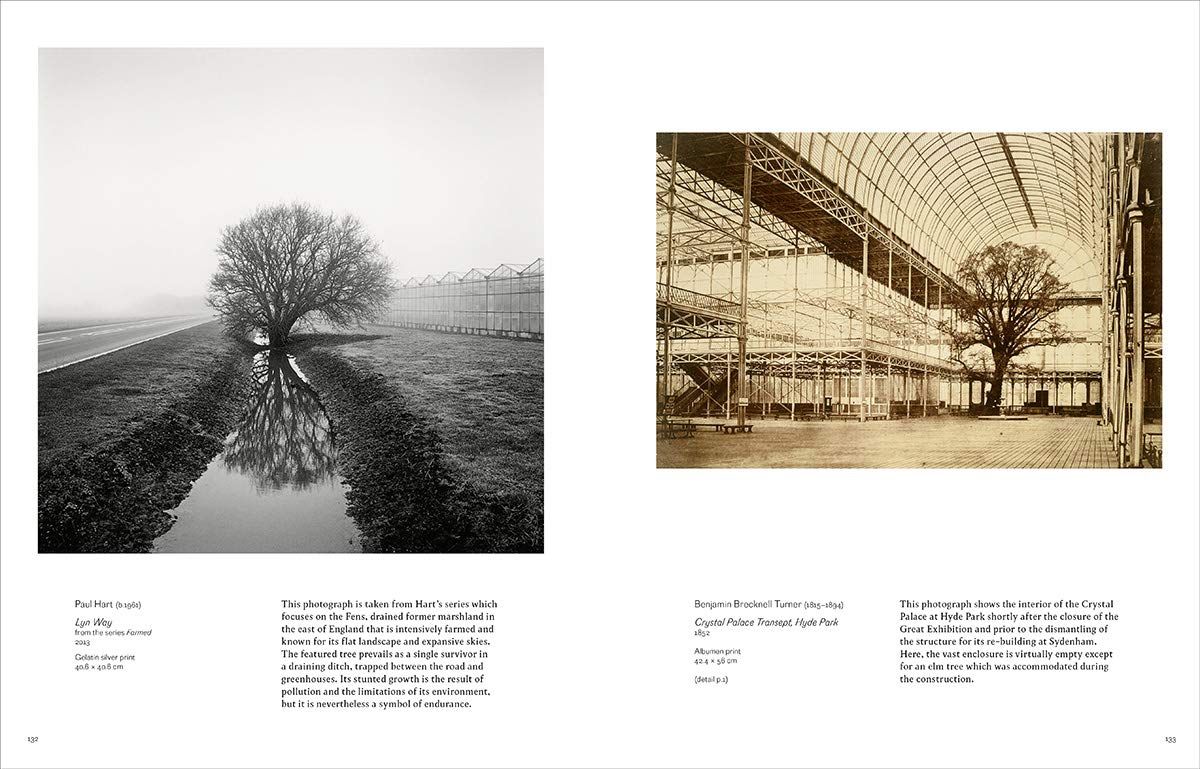 Into the Woods: Trees in Photography_Martin Barnes_9780500480533_Thames & Hudson