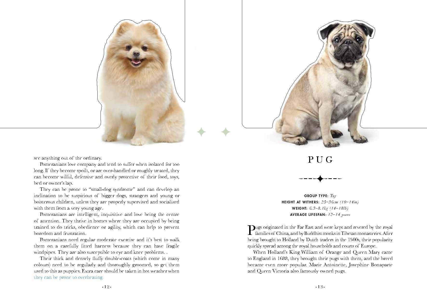 The Dog: A Book That Transforms Into a Work of Art