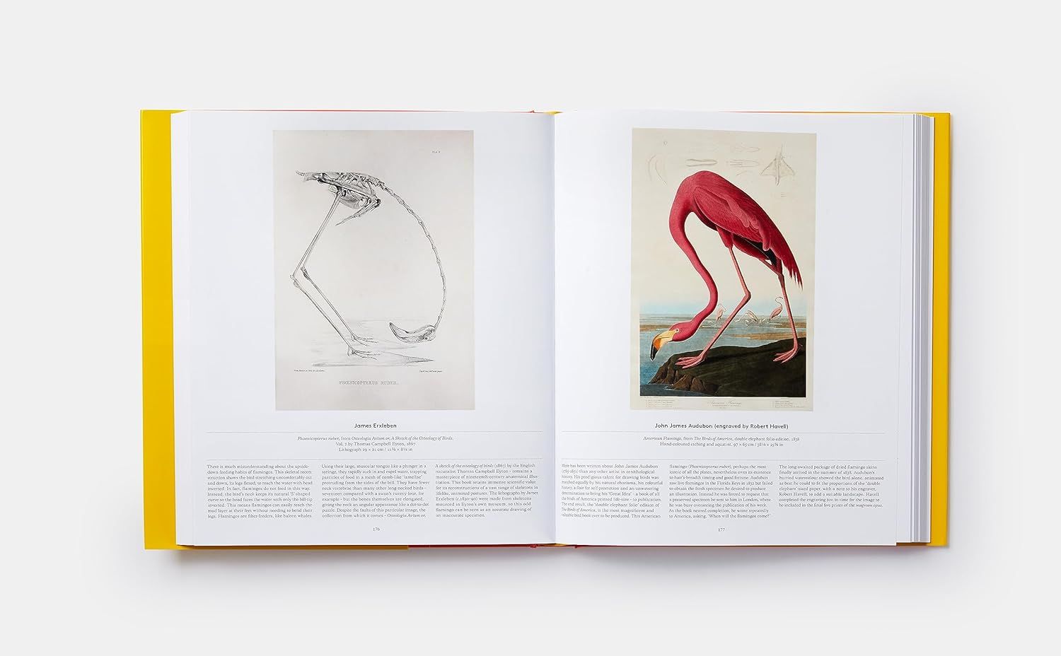 Bird: Exploring the Winged World