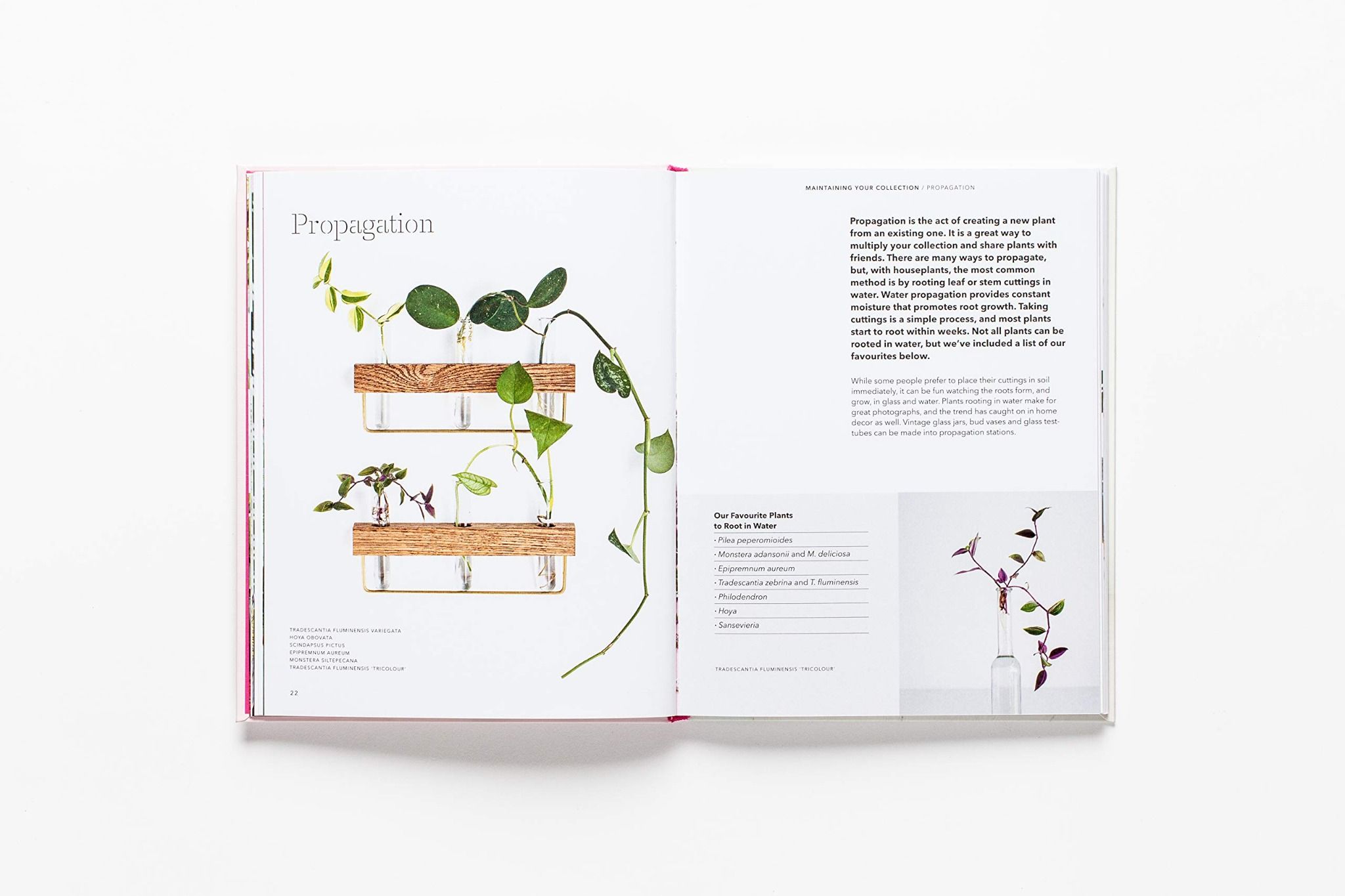How To Raise A Plant_Morgan Doane_9781786273017_Laurence King Publishing