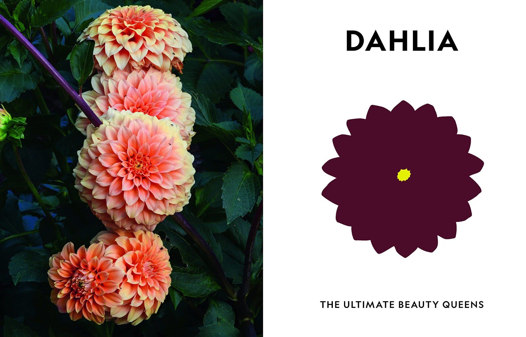Super Bloom: A Field Guide To Flowers For Every Gardener