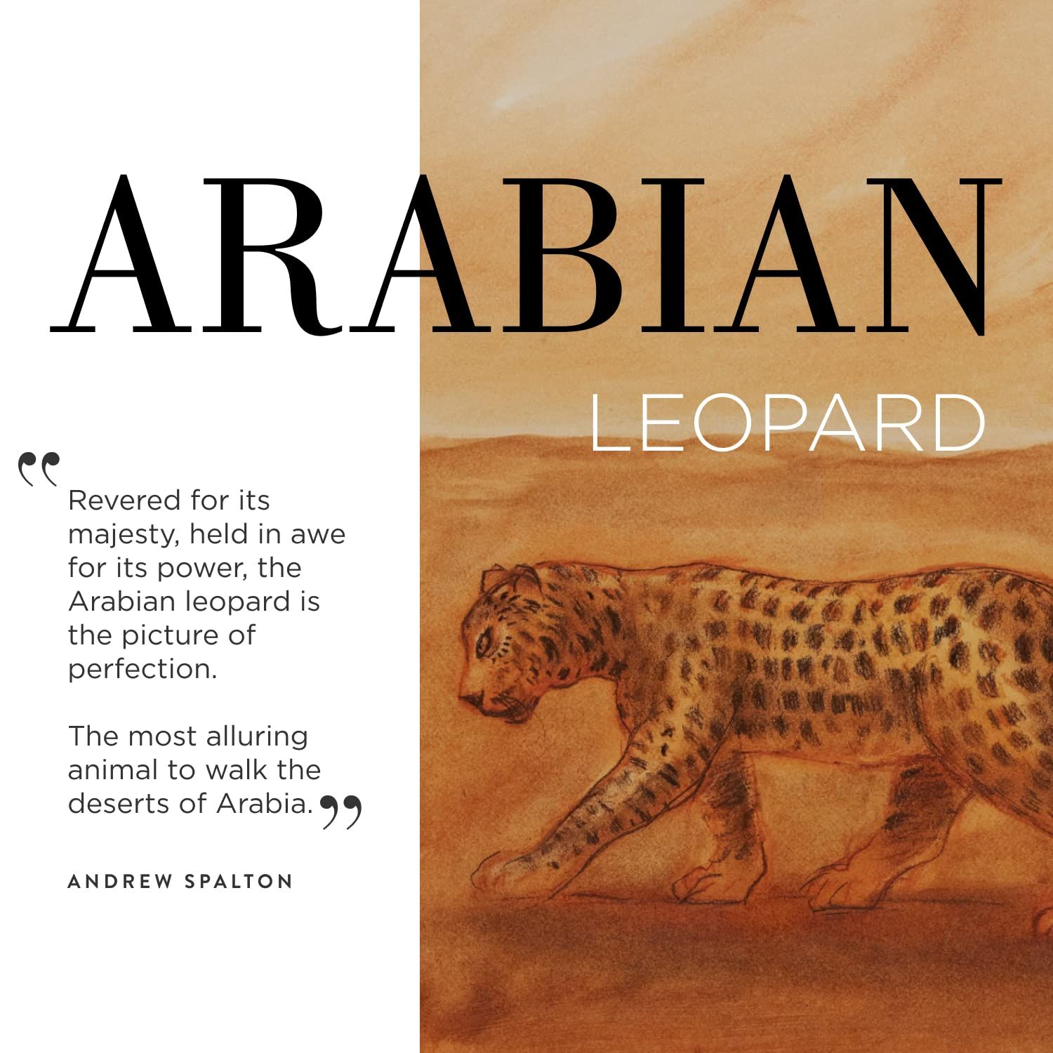 Arabian Leopard - Assouline Coffee Table Book