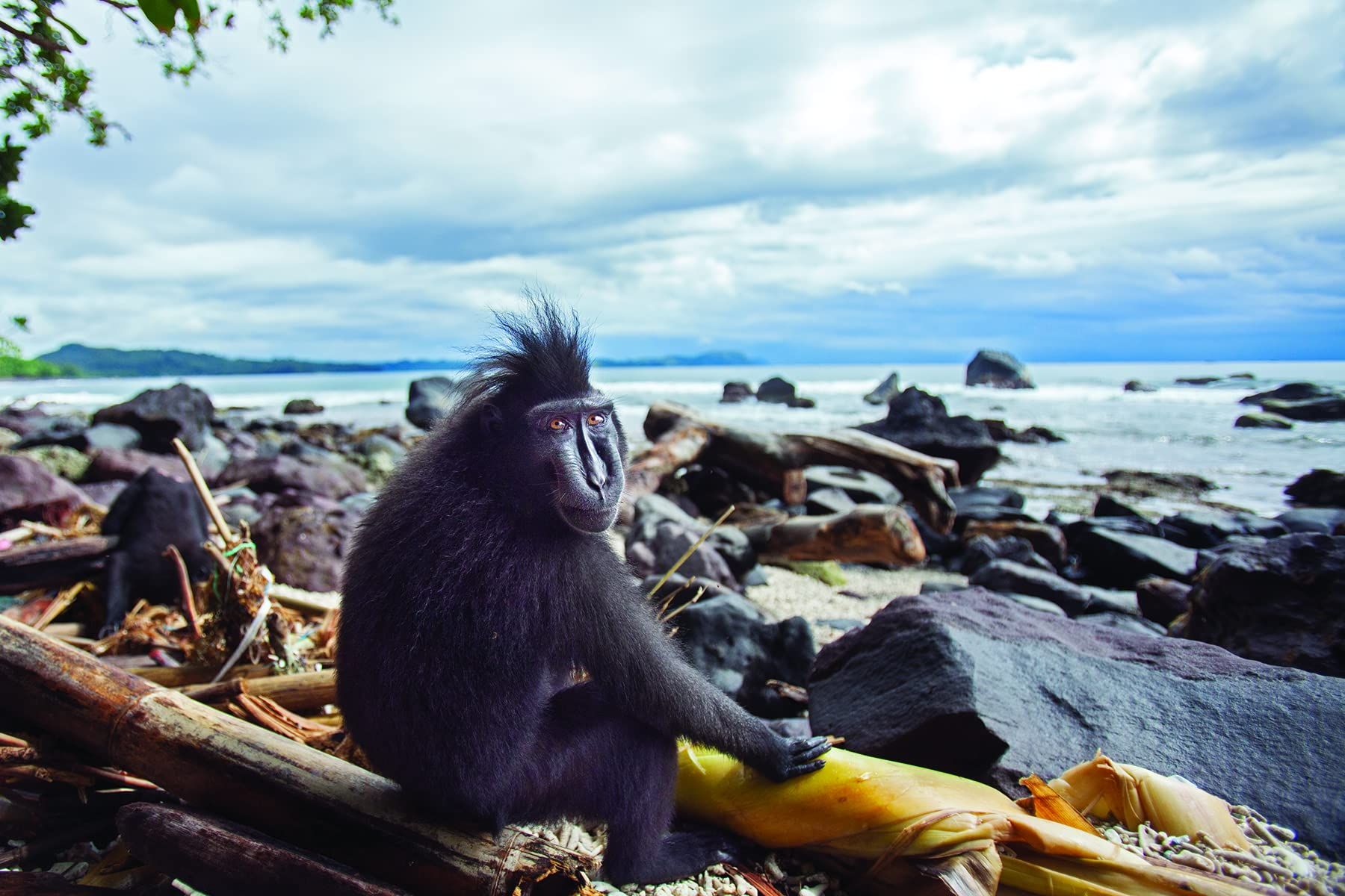 One of a Kind : The Unique World of Island Animals