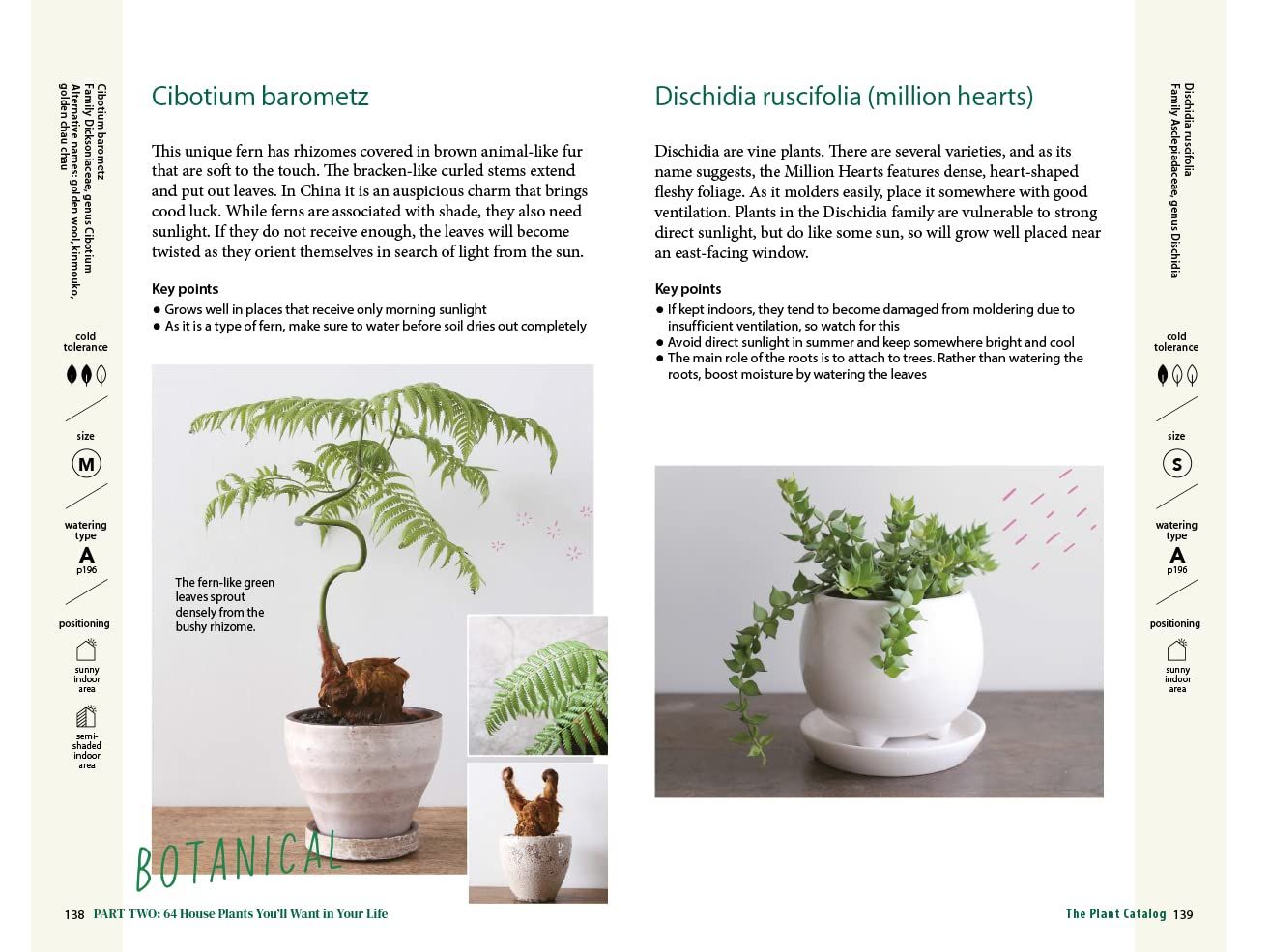 A Beginner's Guide to House Plants: Creating Beautiful and Healthy Green Spaces in Your Home