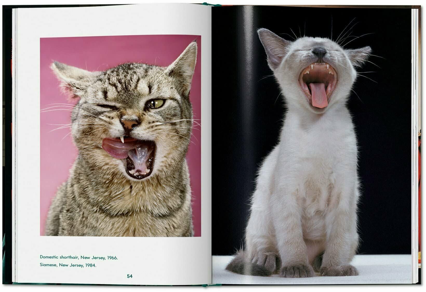 Cats (Small Size)