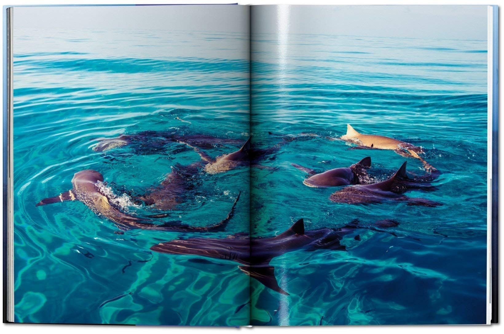 Michael Muller. Sharks