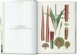  Martius. The Book of Palms. 40th Ed. 