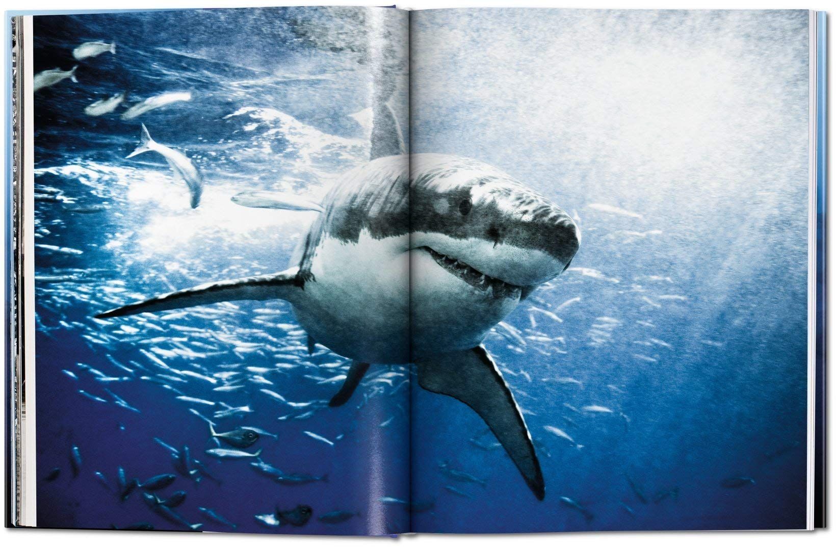 Michael Muller. Sharks