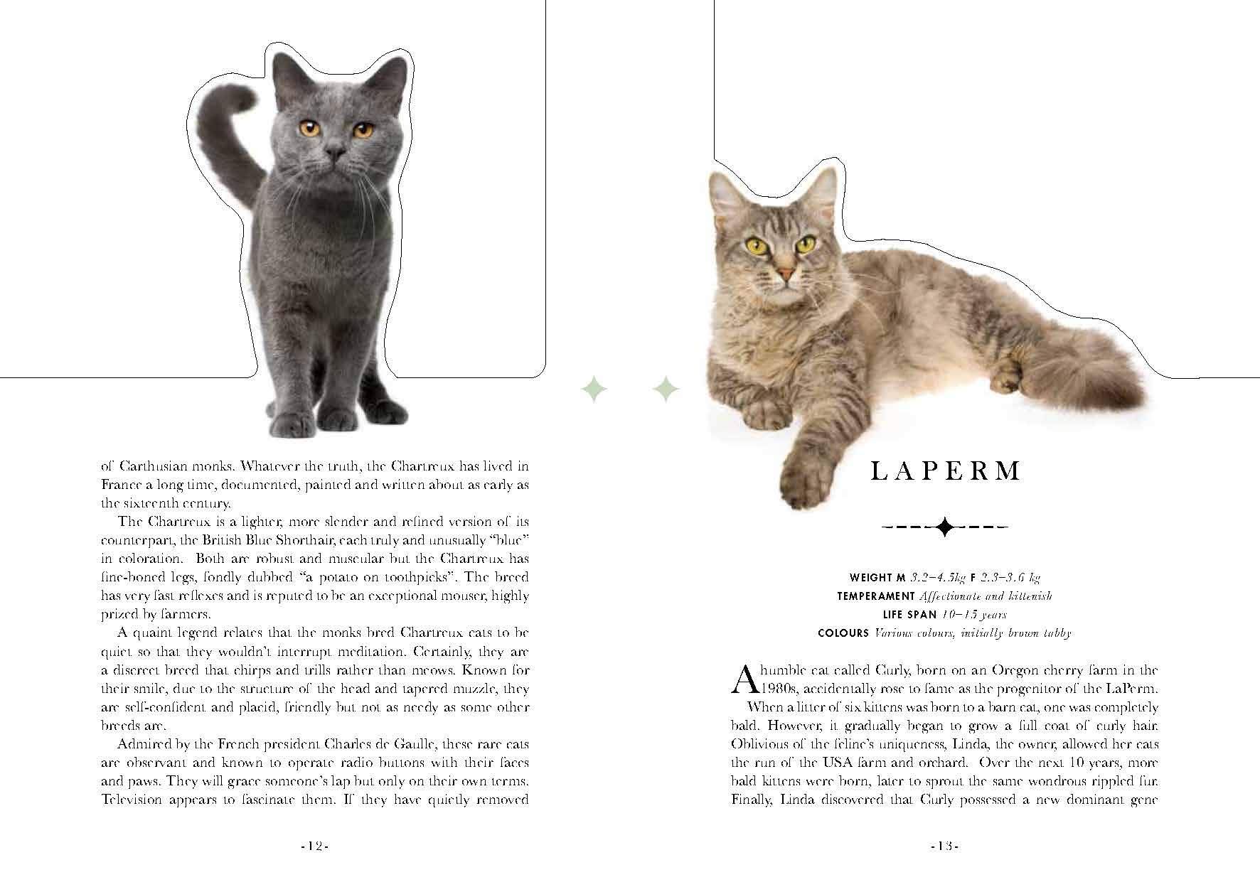 The Cat: A Book That Transforms Into a Work of Art