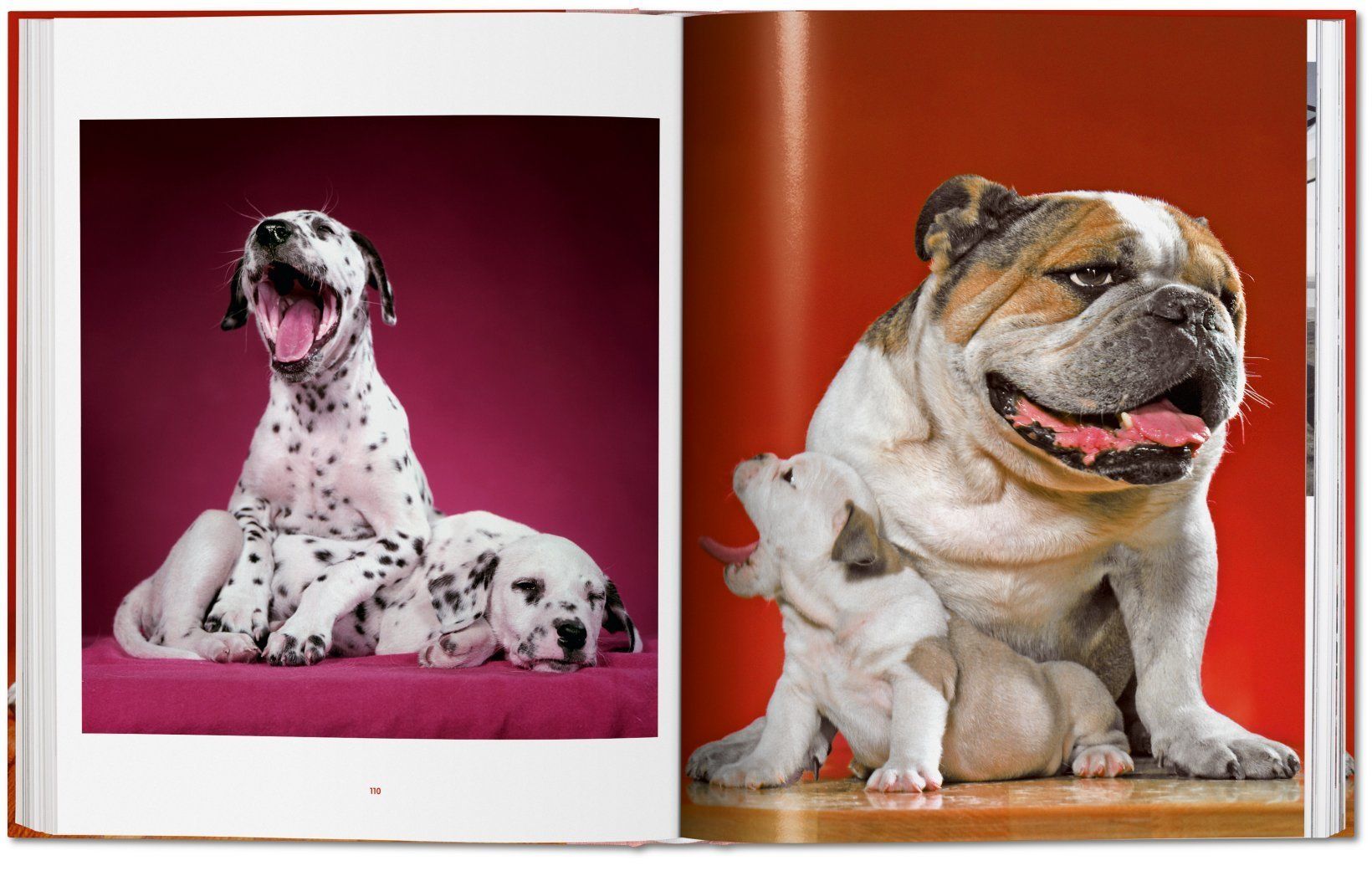 Dogs. Photographs 1941-1991_Walter Chandoha_9783836584296_Taschen GmbH