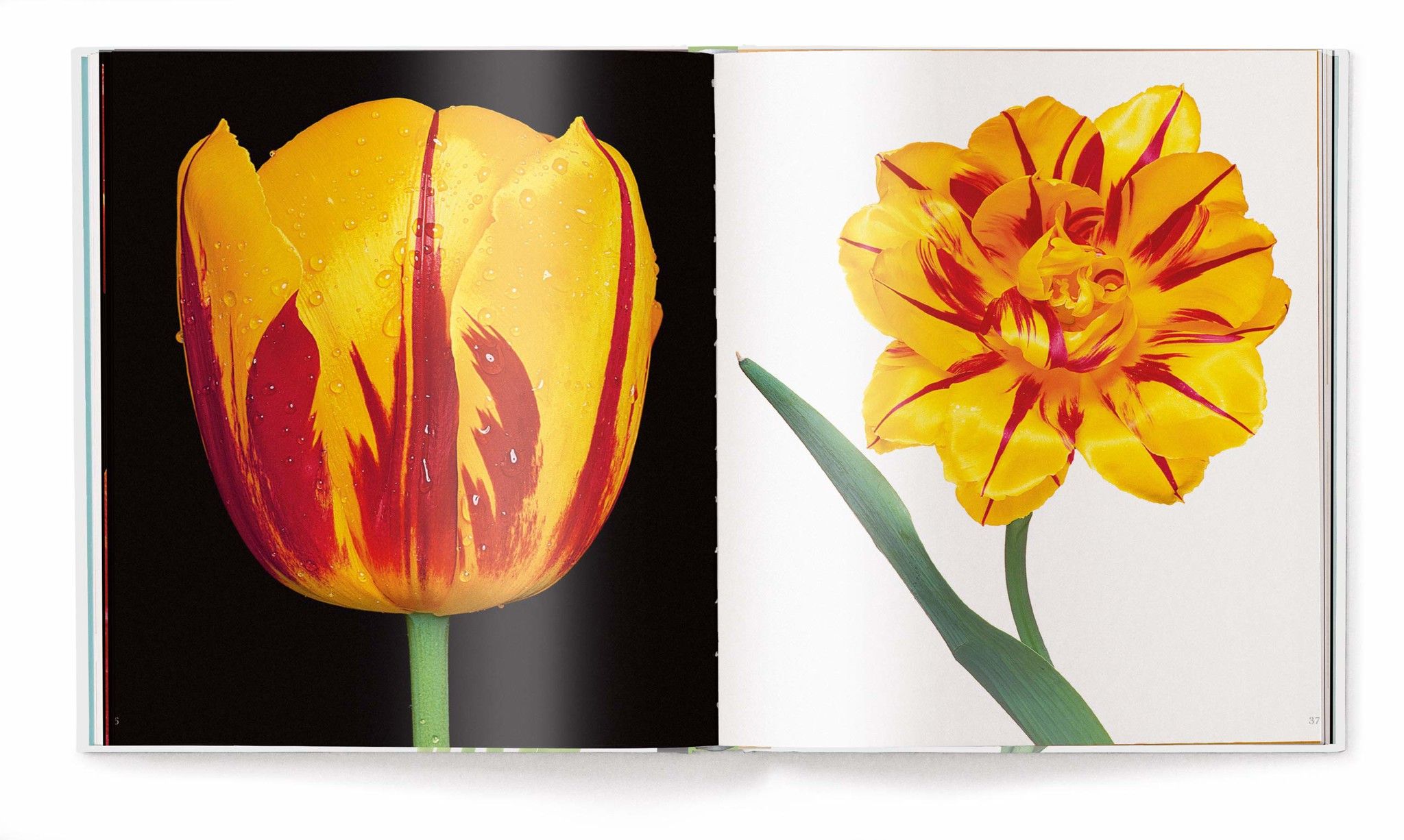 TULIPS