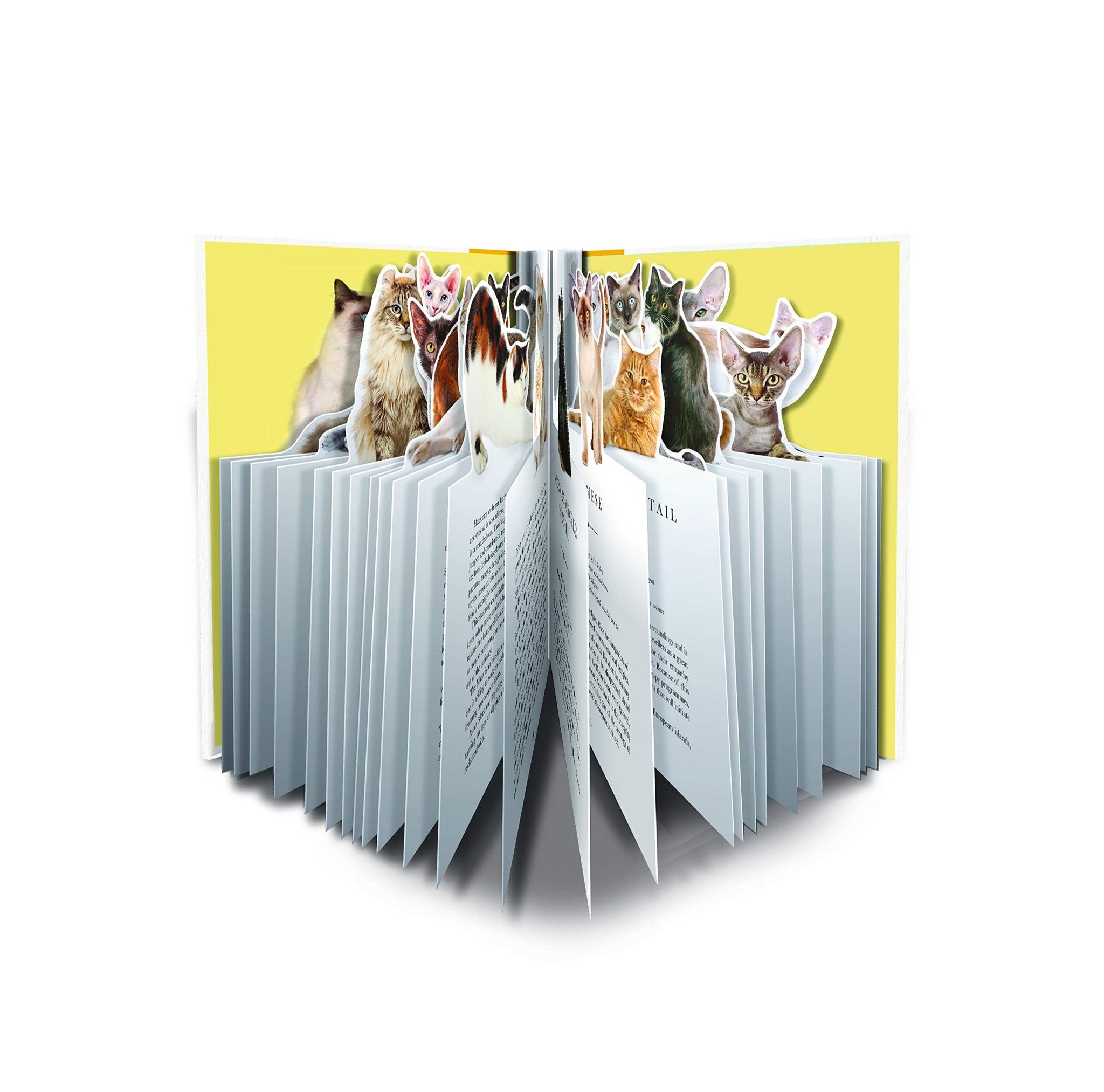 The Cat: A Book That Transforms Into a Work of Art