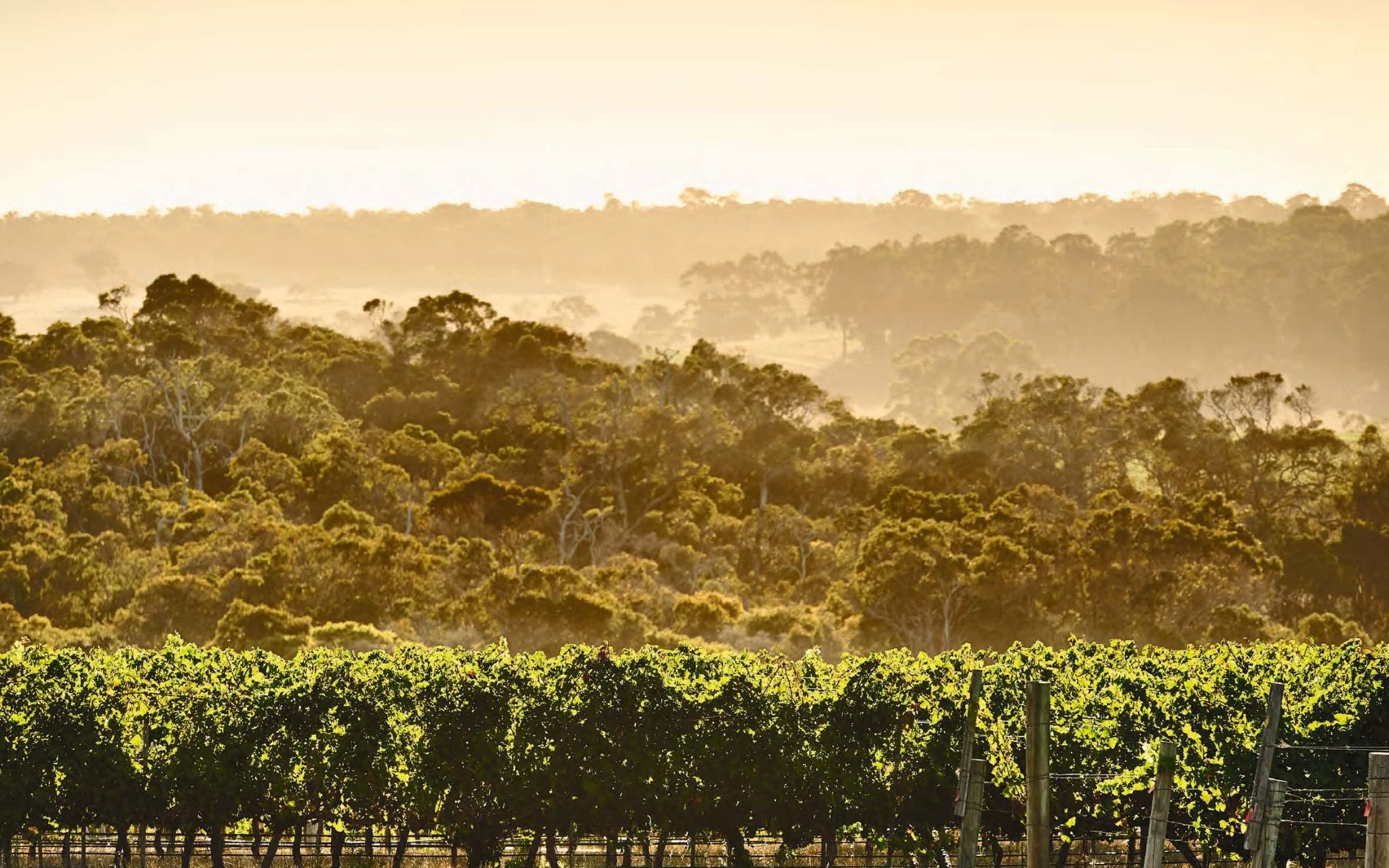 Through the Cellar Door_lison Weavers_9781864709117_Images Publishing Group Pty Ltd