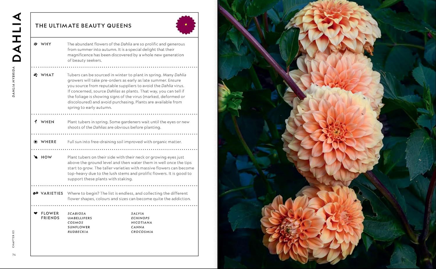 Super Bloom Handbook Maximum Flowers. Minimum Effort, The