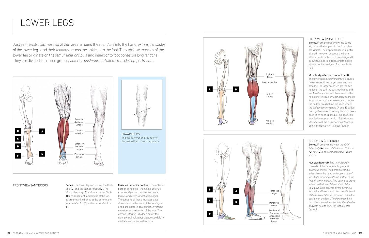 Essential Human Anatomy for Artists: A Complete Visual Guide to Drawing the Structures of the Living Form