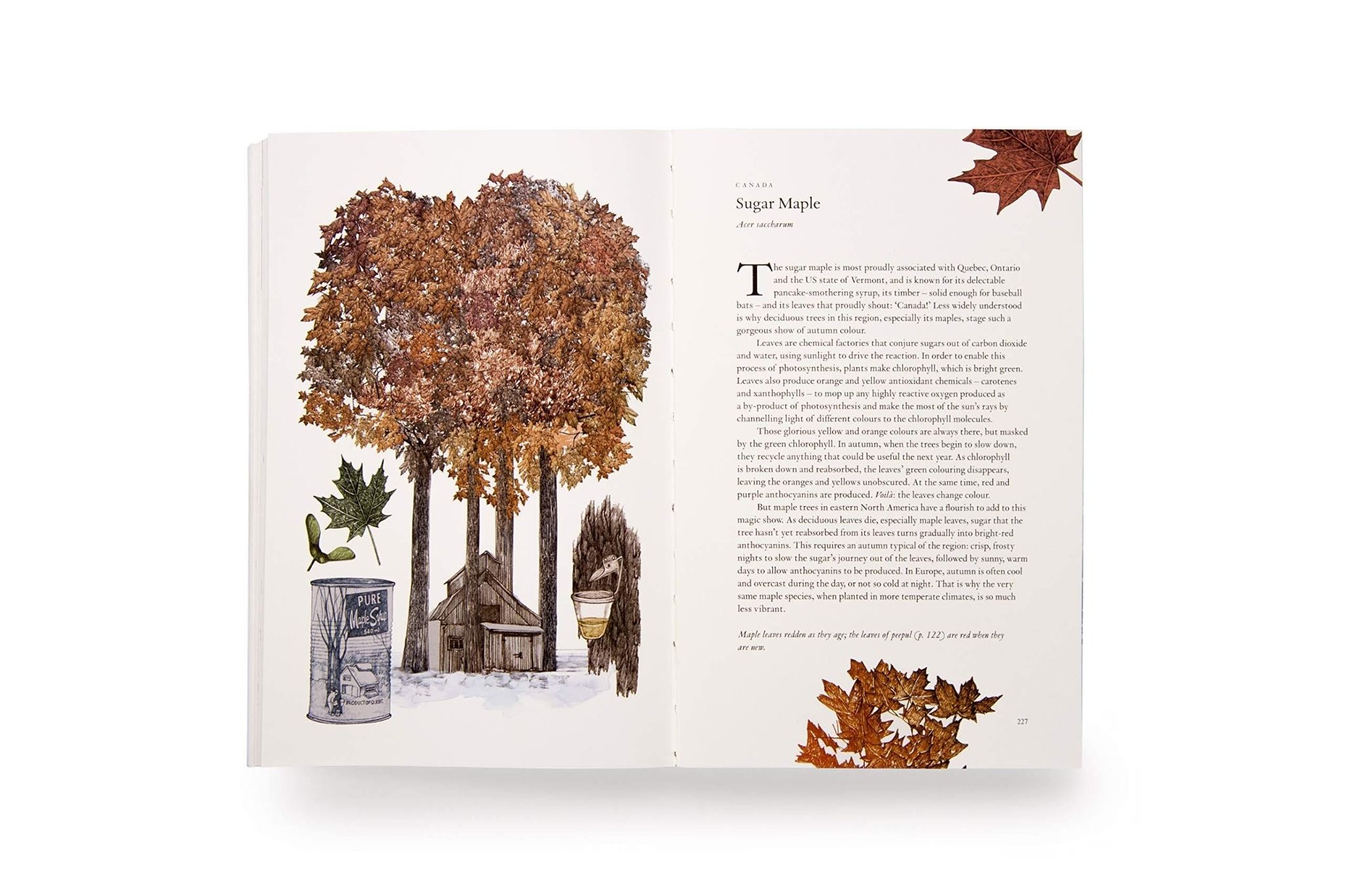 Around the World in 80 Trees_Jonathan Drori_9781786276063_Laurence King Publishing