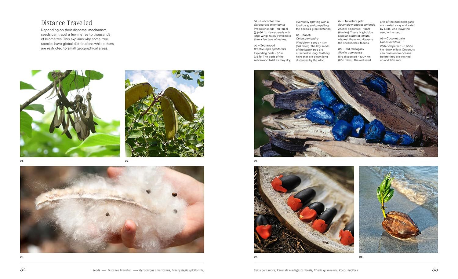 Trees: From Root to Leaf ? A Financial Times Book of the Year
