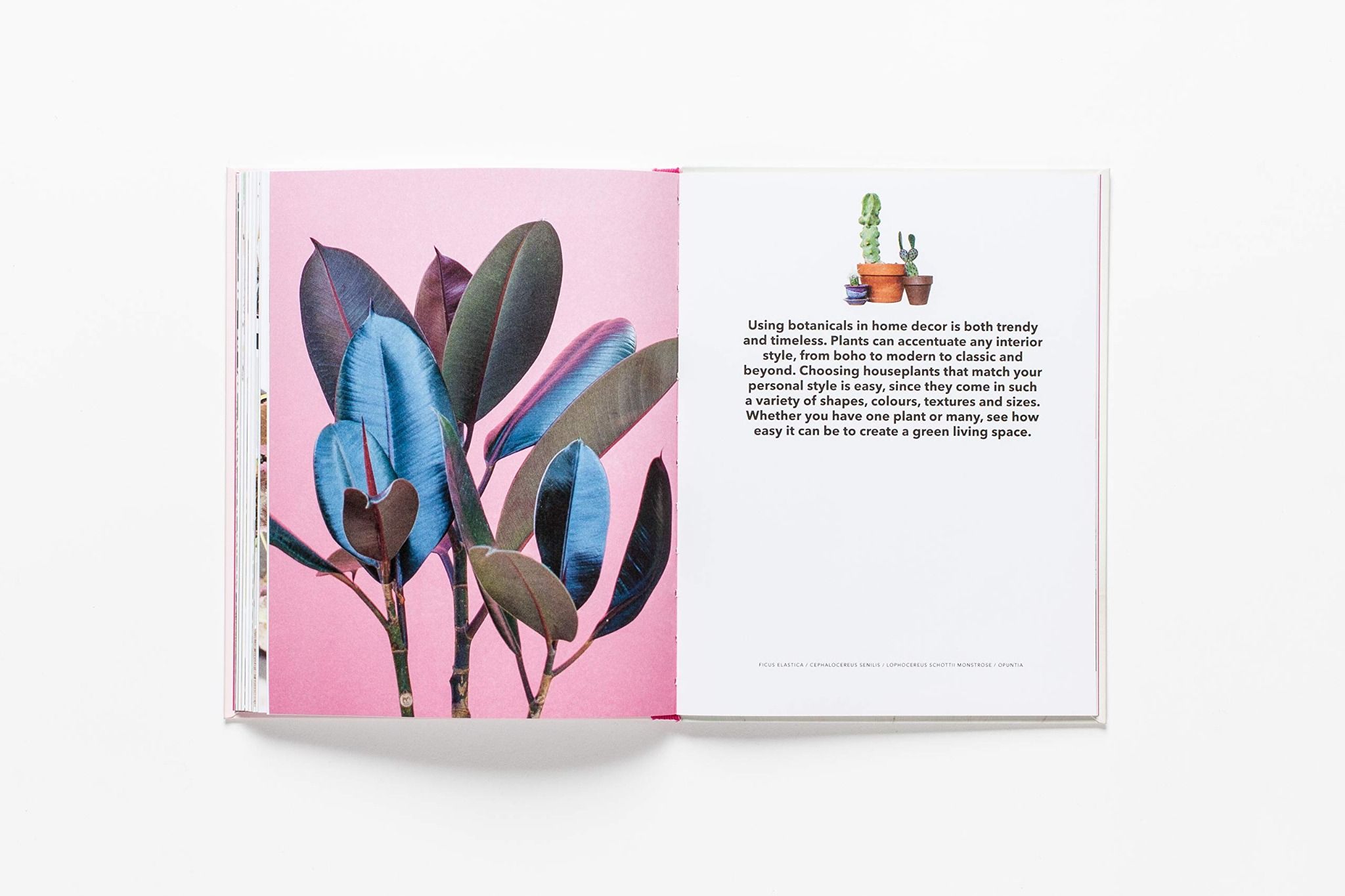 How To Raise A Plant_Morgan Doane_9781786273017_Laurence King Publishing