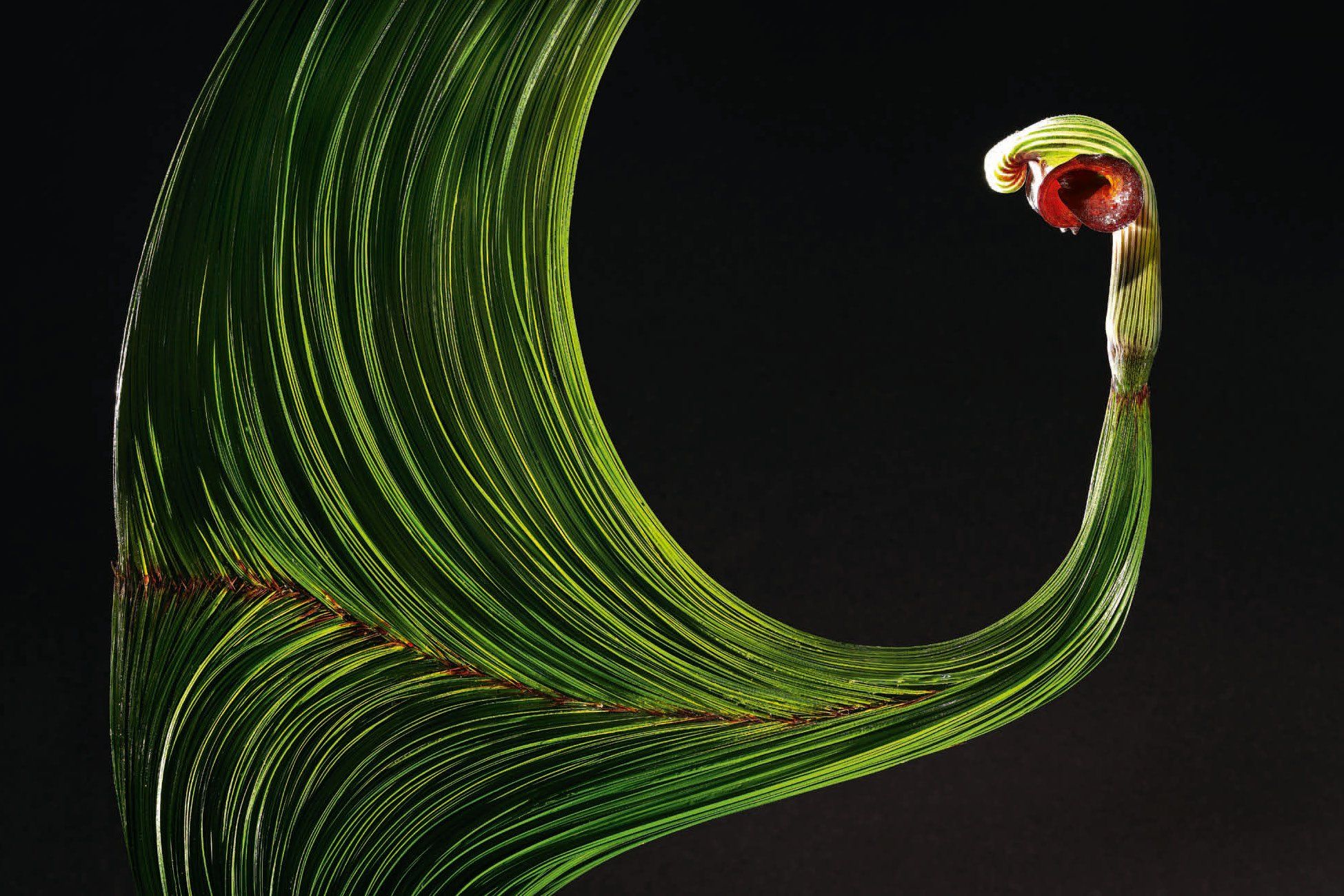 Daniel Ost: Floral Art and the Beauty of Impermanence